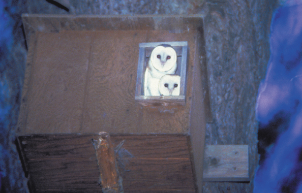 021-owls