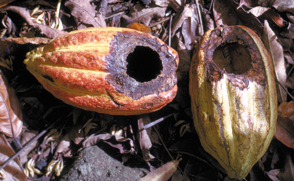 069-WSamoa-rat-cocoa