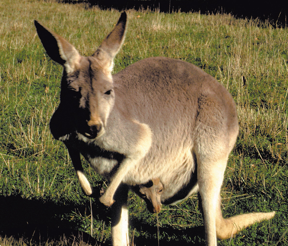 077-Aus-kangaroo