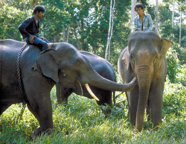 082-Malay-elephants