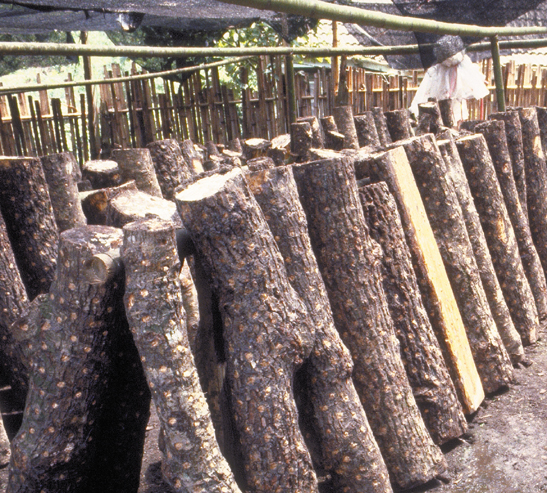 106B-Tai-mushroomlogs2