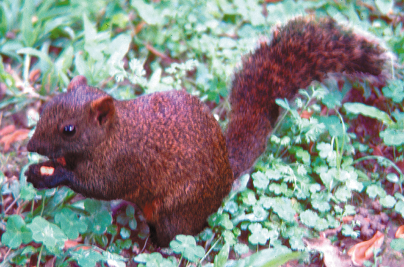 109-Taiwan-red-squirrel