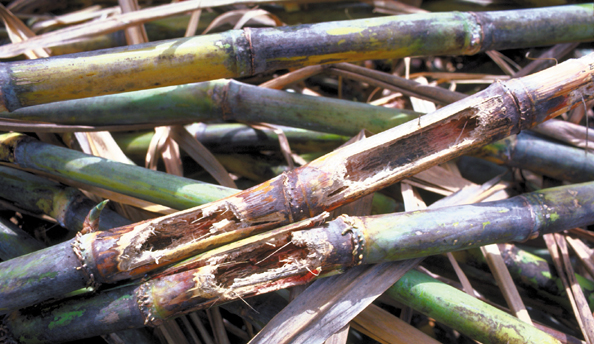 121-Barb-cane-damag