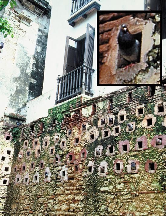 122-PR-pigeonwall+