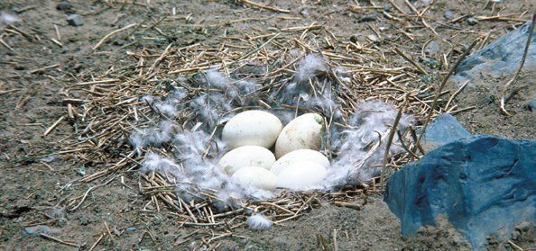 141b-China-BHGE-nest