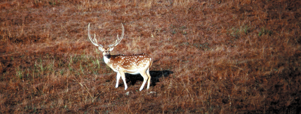 153-Ind-deer2