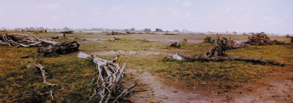181-Kenya-eleph-damage