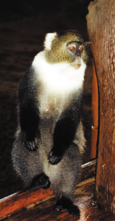 182-Kenya-sykes-monkey