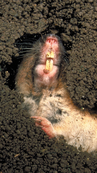 209-UCD-gopherteeth
