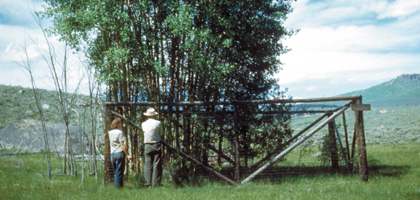 227-aspen+elk