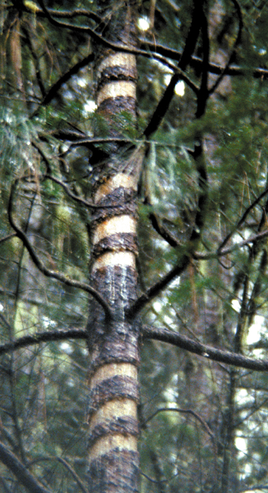 228-pine+sqrl