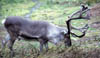 158-Fin-reindeer.