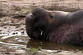 Elephant seal.