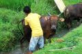 Cleaning a cow.