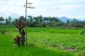 Rice fields.