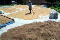 Rice drying before being milled.