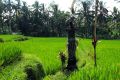 Rice field with temple.