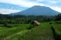 Rice fields in eastern Bali.