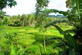 Rice paddies.