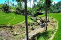Field.