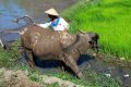 Caribao plowing a rice paddy.