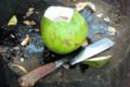 Unripe coconut photo.