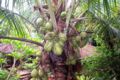 Coconut tree photo.
