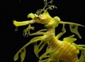 Sea dragon.