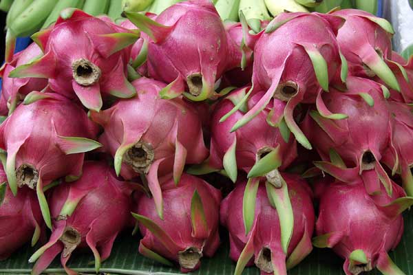 Click here to return to the dragon fruit page.