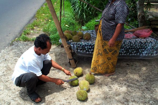 Click here to return to the durian page.