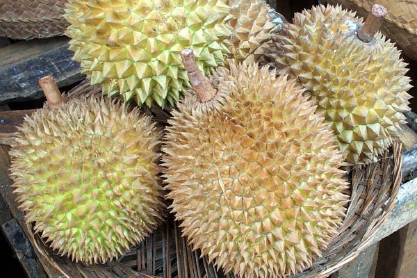 Click here to return to the durian page.