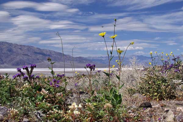 Click here to return to the Death Valley page.