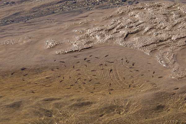 Click here to return to the Death Valley page.