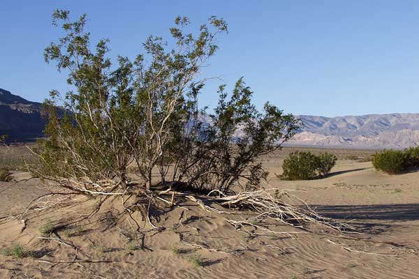 Click here to return to the Death Valley page.