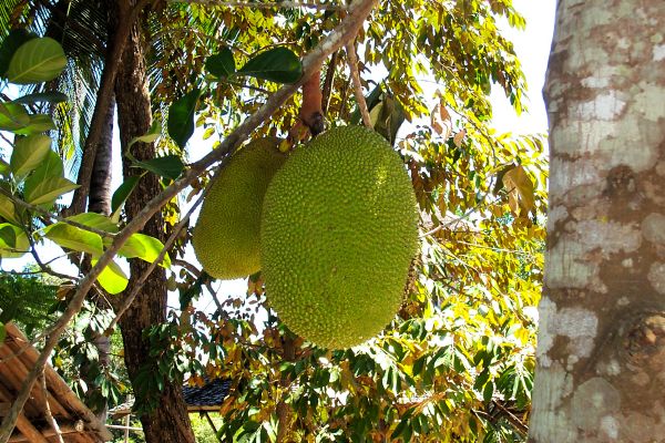 Click here to return to the jack fruit page.