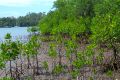 Mangroves at low tide.