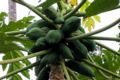 Papaya tree photo.