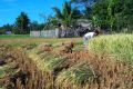 Harvesting rice.