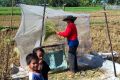 Threshing the rice.