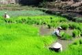 Preparing rice to be transplanted.