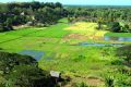 Rice fields.