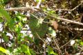 Soursop tree photo.