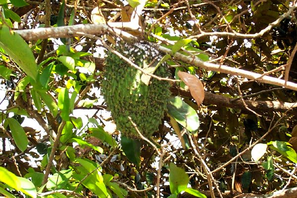 Click here to return to the soursop page.