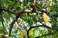 Starfruit tree photo.
