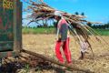 Loading the cane.