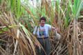 Jamie in the cane field.