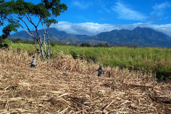 Click here to return to the photo tour of Negros.