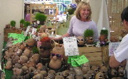 Whole Earth Festival vendor